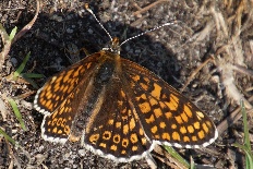 Aphelia flavana - Wegerich-Scheckenfalter (Ähnlicher Perlmuttfalter)